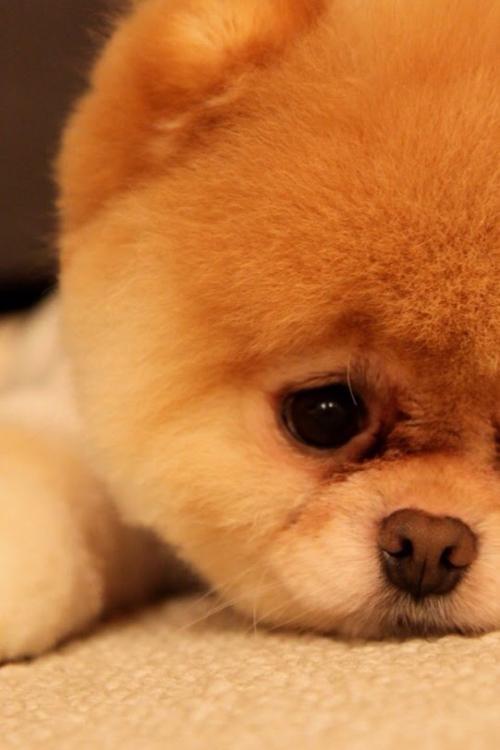 ּ̫ſعȨת йΪعɹɶ